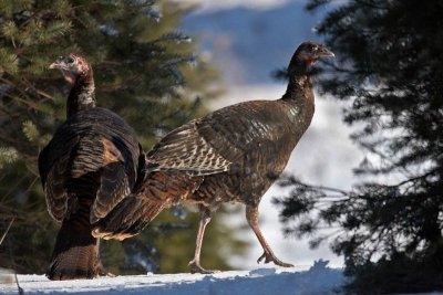 Wild Turkeys in Winter