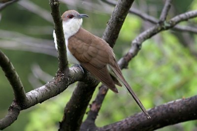 Black-billed Cuckoo