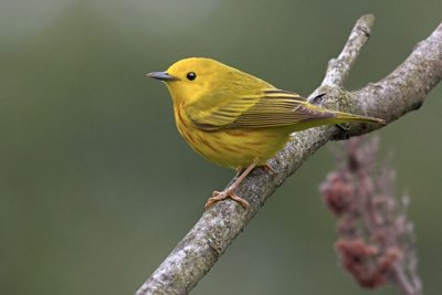 Yellow Warbler