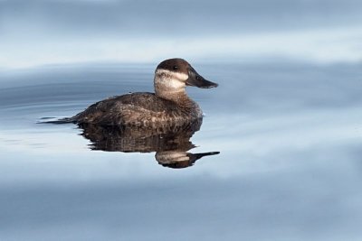 Ruddy Duck Female