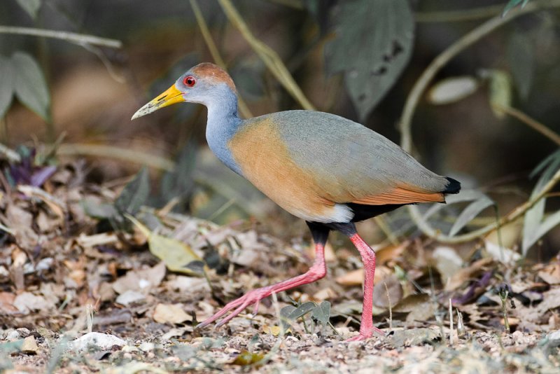 Gray-necked Wood-rail