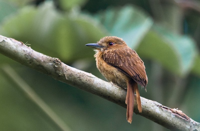 White-whiskered Puffbird