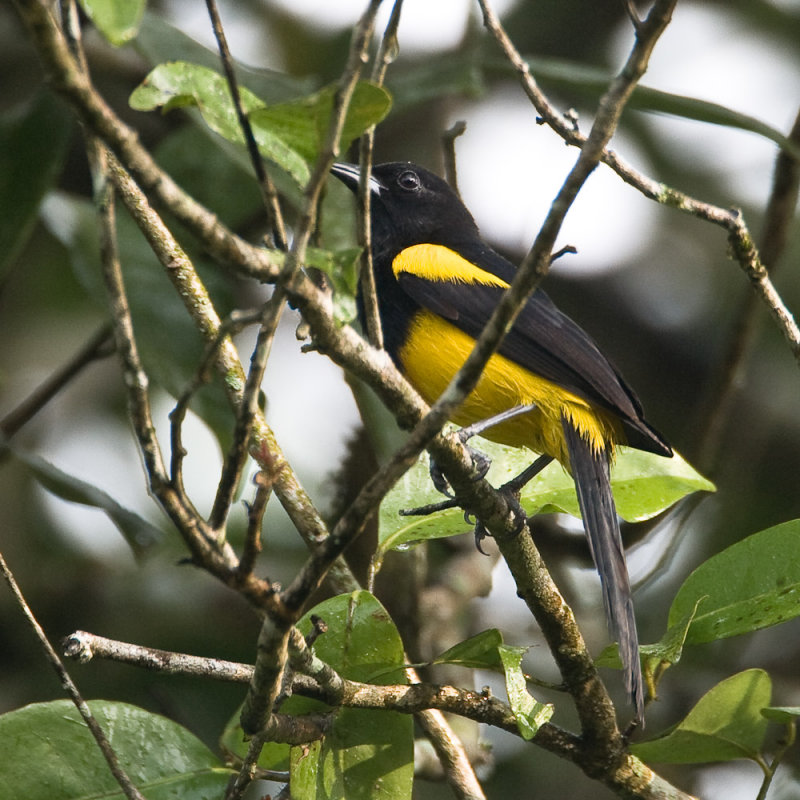 Black-cowled Oriole