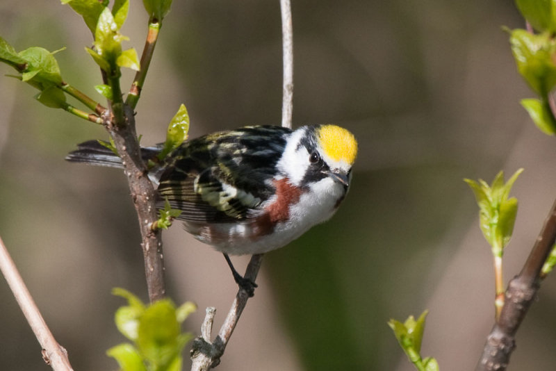 Chestnut-sided Warbler