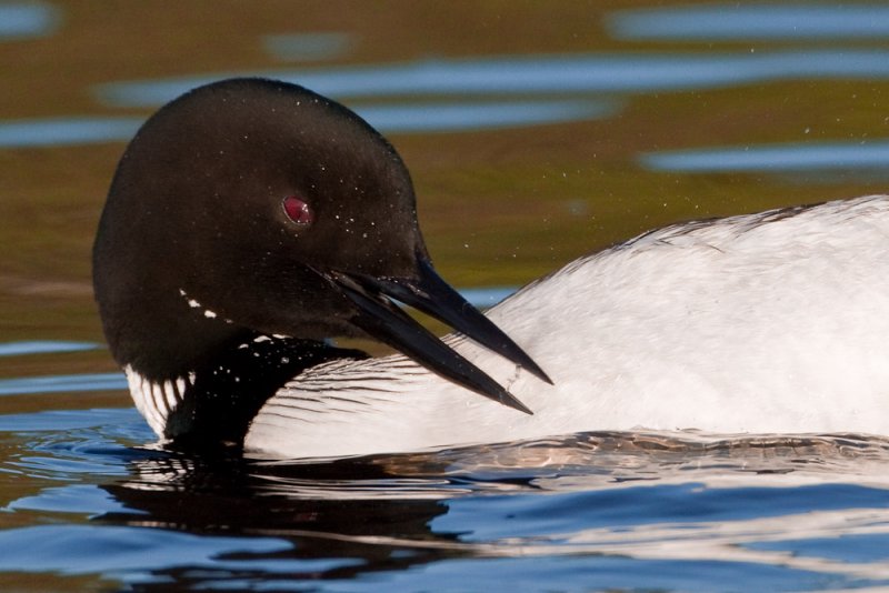 Preening