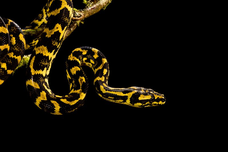 Jungle Carpet Python
