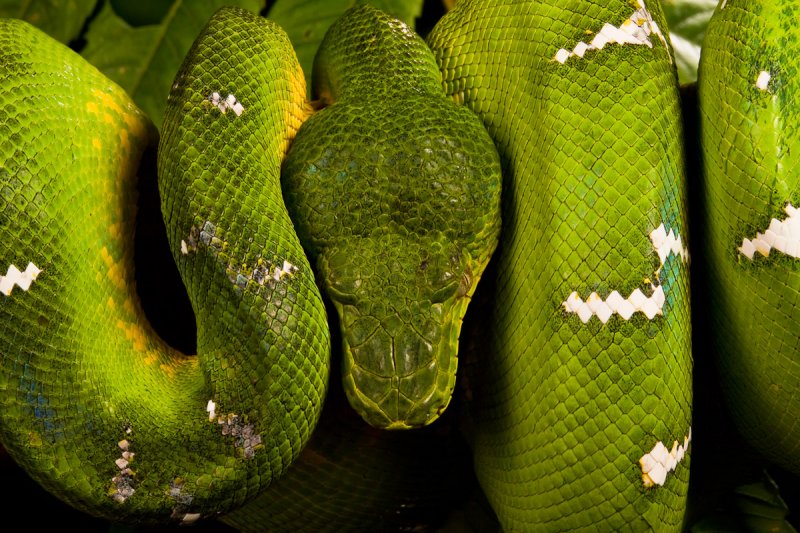 Emerald Tree Boa