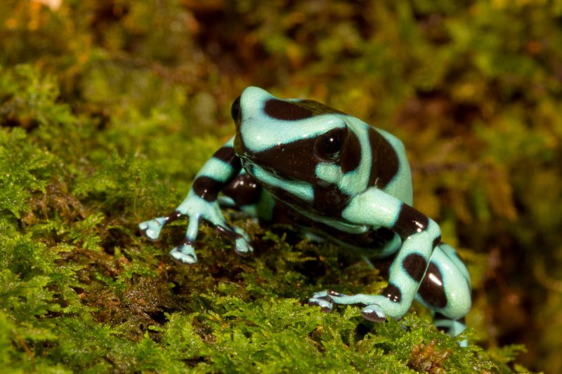 Auratus Dart Frog