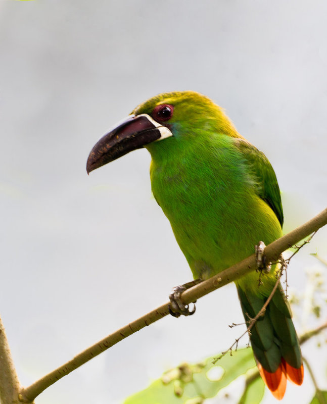crimson rumped toucanet crimson rumped toucanet