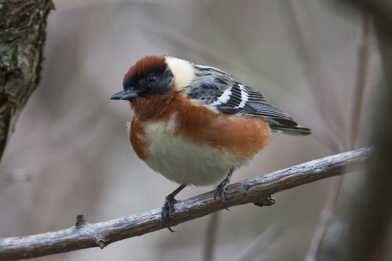 Bay-breasted Warbler