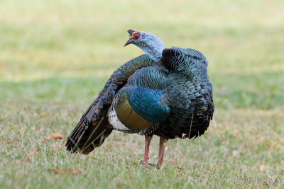 Ocellated Turkey (male)