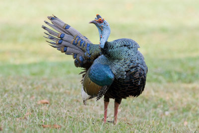 Ocellated Turkey (male)