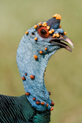 Ocellated Turkey (male)