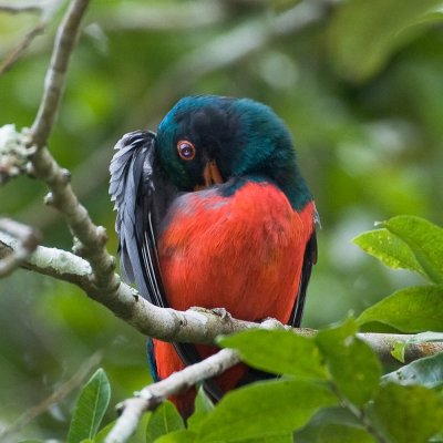 Slaty-tailed Trogon