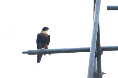 Orange-breasted Falcon, too far away