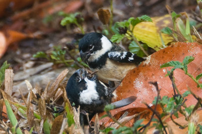 White-collared Seedeaters