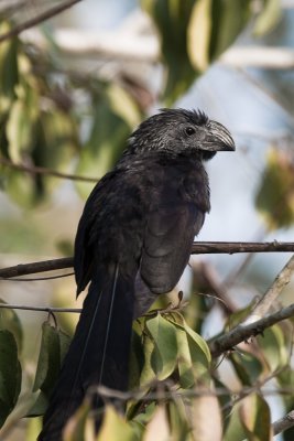 Grooved-billed Ani
