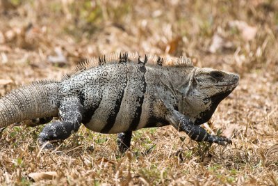 Spiny-tailed (Black) Iguana
