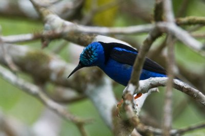 Red-legged Honeycreeper