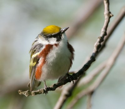 Chestnut-sided Warbler