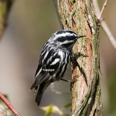 Black-and-white Warbler
