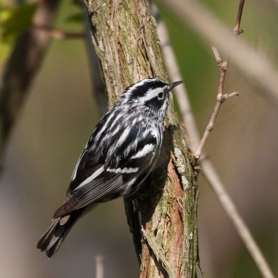 Black-and-white Warbler