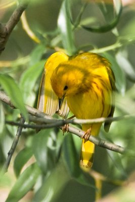 Yellow Warbler