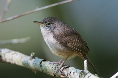 House Wren