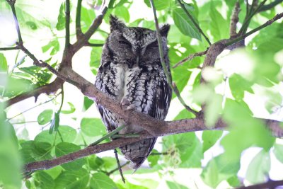 Eastern Screech Owl