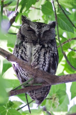 Eastern Screech Owl