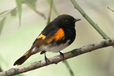 American Redstart