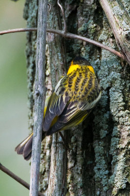 Cape May Warbler, back view