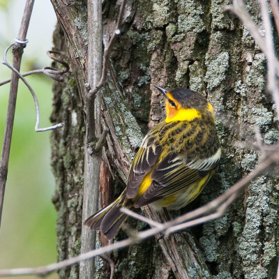 Cape May Warbler