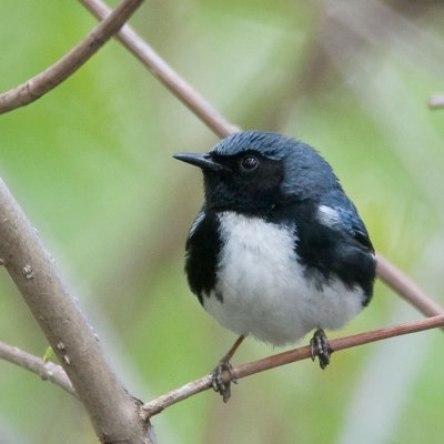 Black-throated Blue Warbler