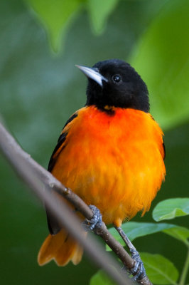 Baltimore Oriole