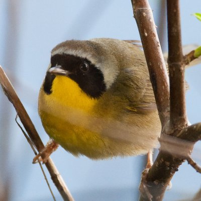Common Yellowthroat