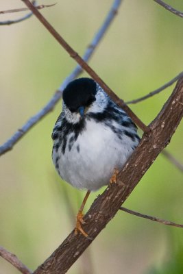 Blackpoll Warbler
