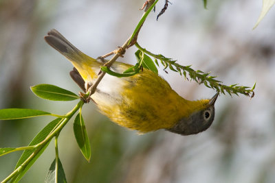 Nashville Warbler