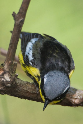 Magnolia Warbler