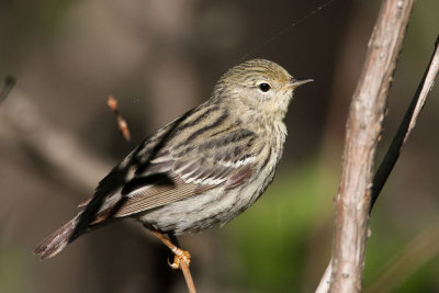 Blackpoll Warbler female