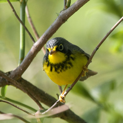 Canada Warbler