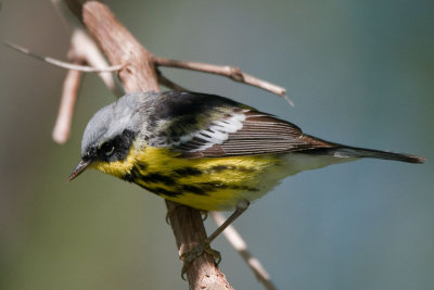 Magnolia Warbler