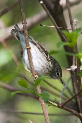 Blackpoll Warbler female