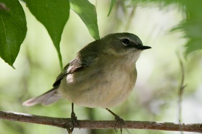 Black-throated Blue Warbler female