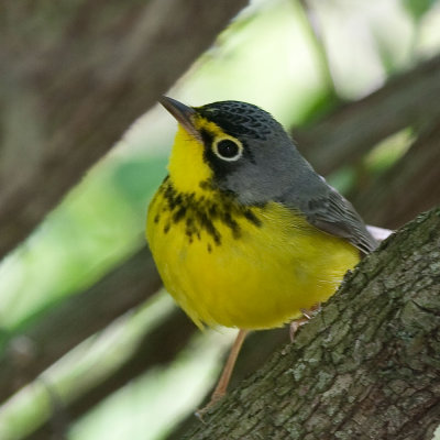 Canada Warbler