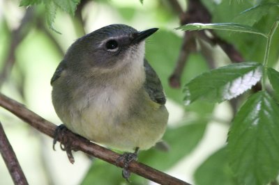 Black-throated Blue Warbler female