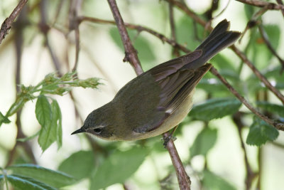 Black-throated Blue Warbler female