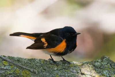 American Redstart