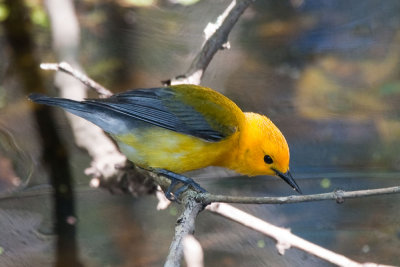 Prothonotary Warbler