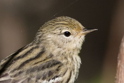 Blackpoll Warbler female